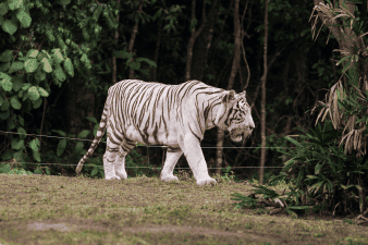 Zoológico de São Paulo